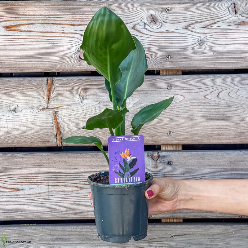 Strelitzia Reginae (Strelícia kráľovská), kont. C2L, výška: 20-30 cm 